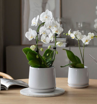 Hvit orkidé på bøyle